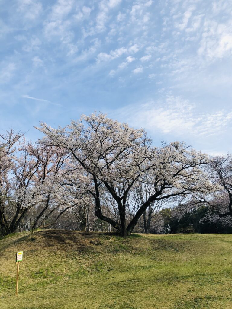 桜の木の写真