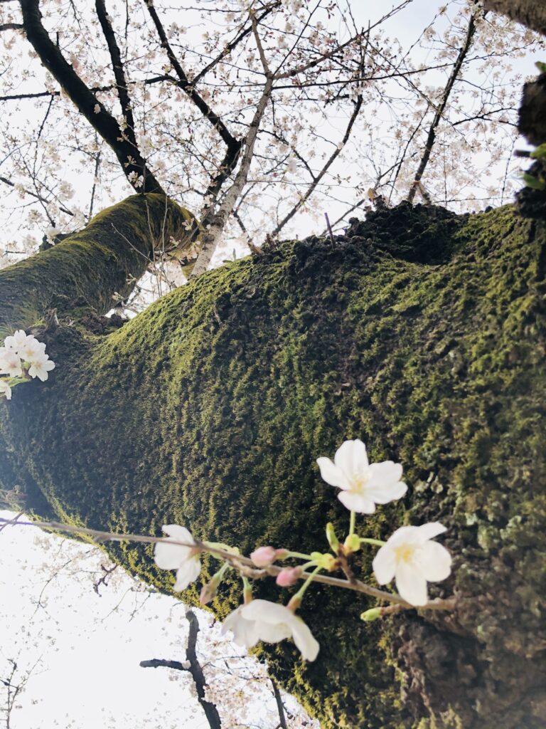 桜の木の写真