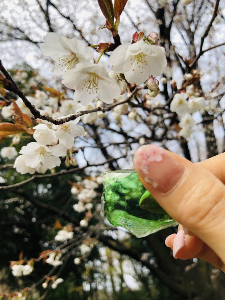 桜とシーグラスの写真